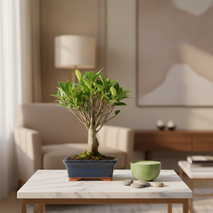 Bonsai Ficus Retusa 5 anni - tronco intrecciato e vaso decorativo su tavolino in marmo