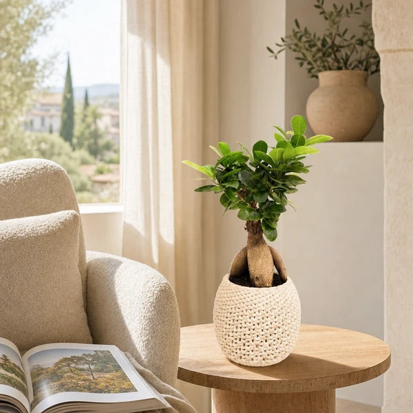 Bonsai Ficus Ginseng vaso ceramica Kira