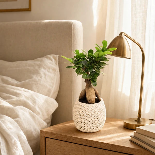 Bonsai Ficus Ginseng vaso ceramica Kira