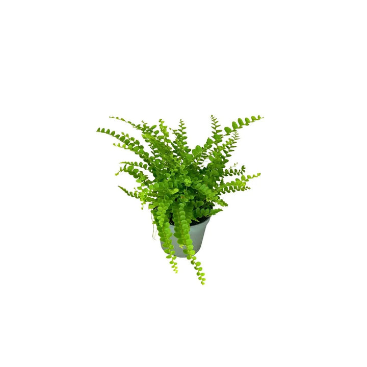 KIT 4 PIANTE PER TERRARIUM EASY1 - i Giardini di Giulia