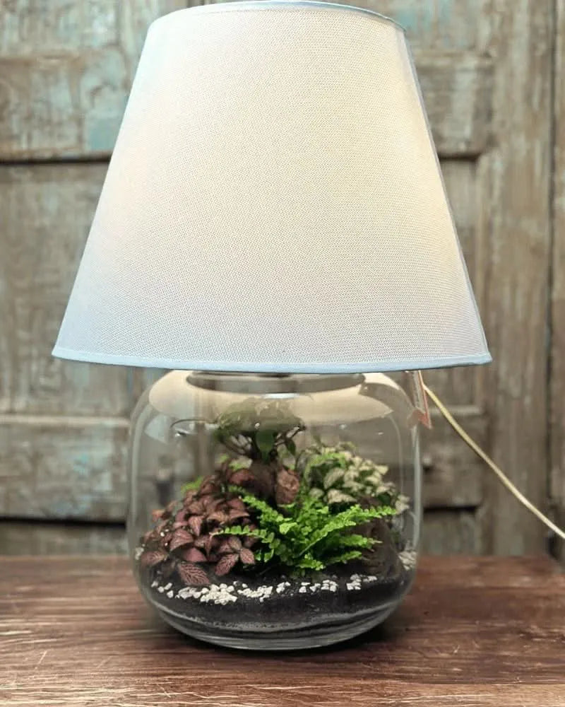 Terrarium Lamparium completo acceso con piante verdi e ciottoli decorativi