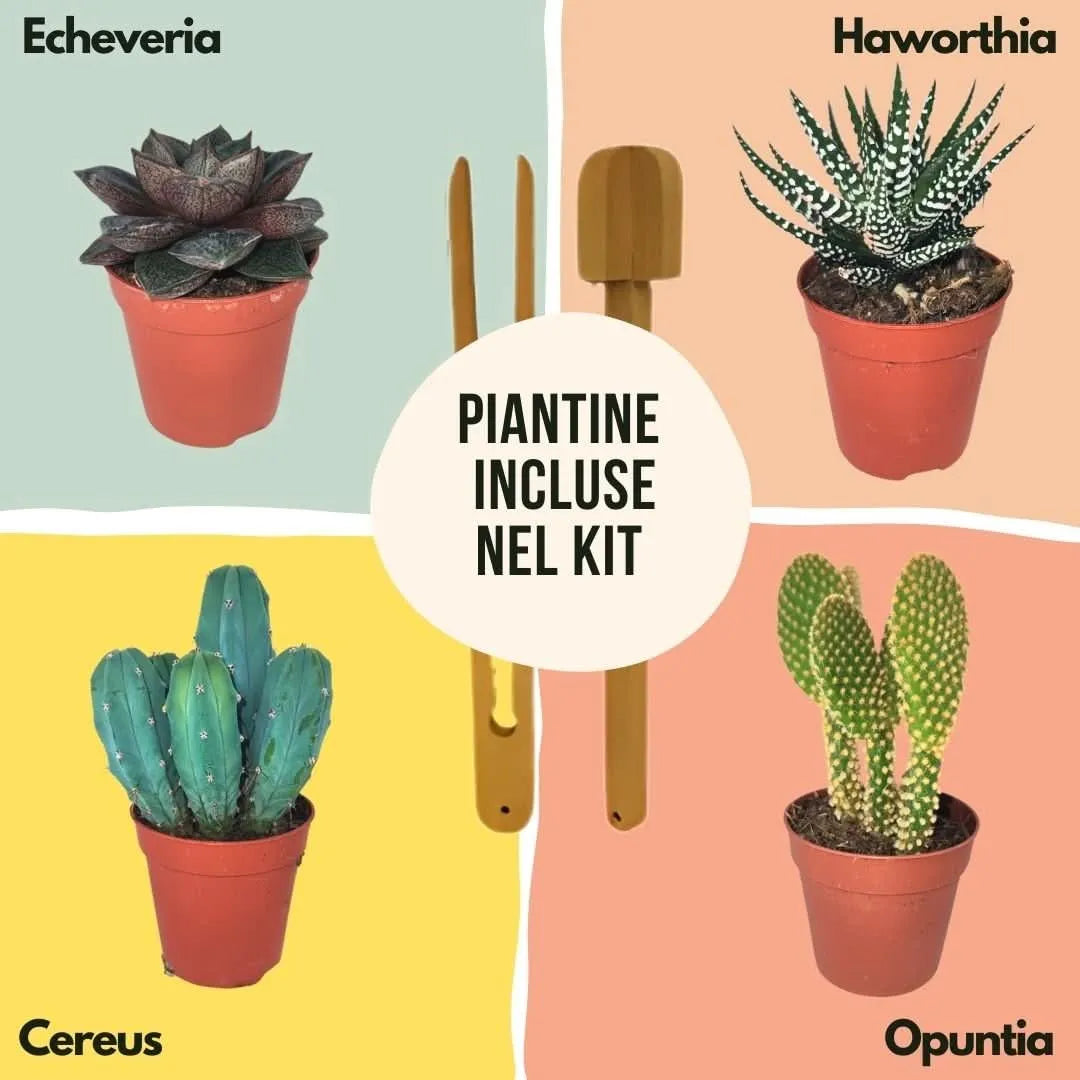 Piante grasse per terrarium - Echeveria, Haworthia, Cereus, Opuntia
