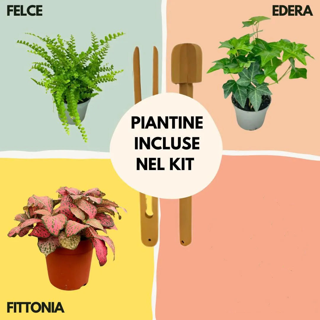 Kit Terrarium Lamparium completo di piante, substrati e componenti per l'assemblaggio
