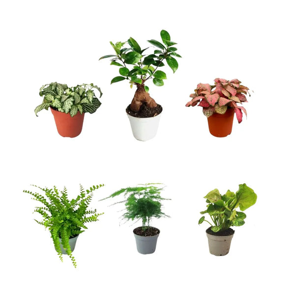 Set 6 piantine verdi per terrarium