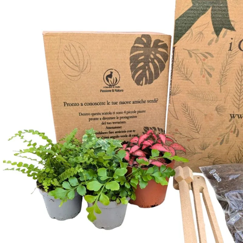 Piante vere per terrarium - dettaglio delle quattro piantine incluse nel kit