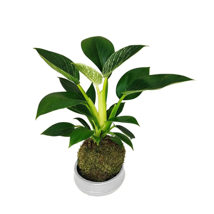Kokedama Philodendron Birkin - pianta da interno con sfera di muschio su base in ceramica artigianale