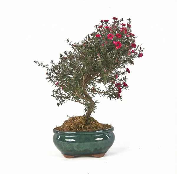 Bonsai Leptospermum scoparium 9 anni - Collezione Premium