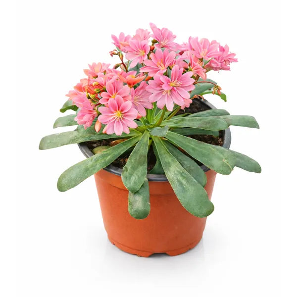Lewisia colori misti D14 H.25 cm