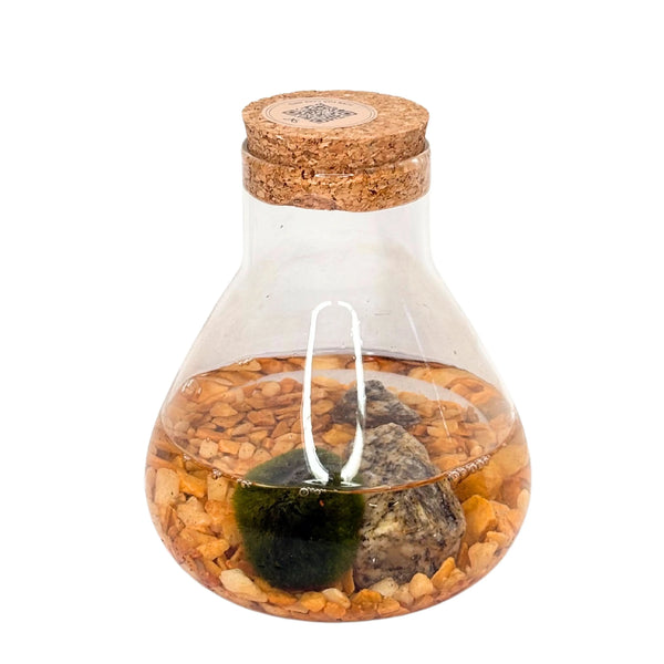 Marimo D. 9 cm H. 12 cm