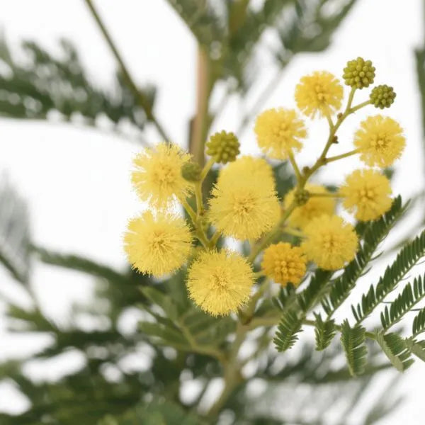 Mimosa fiore - dettaglio dei fiori gialli sferici di mimosa con foglie verdi frastagliate