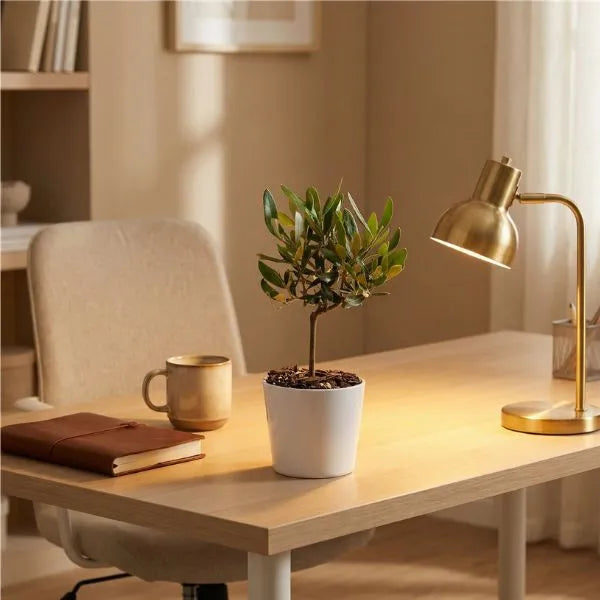 Mini Bonsai Olivo su scrivania, simbolo mediterraneo di pace, pianta da interno