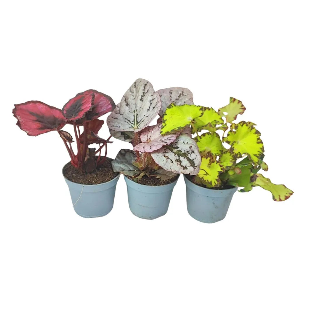 Mini Begonia Beleaf - Pianta ornamentale compatta con foglie variegate
