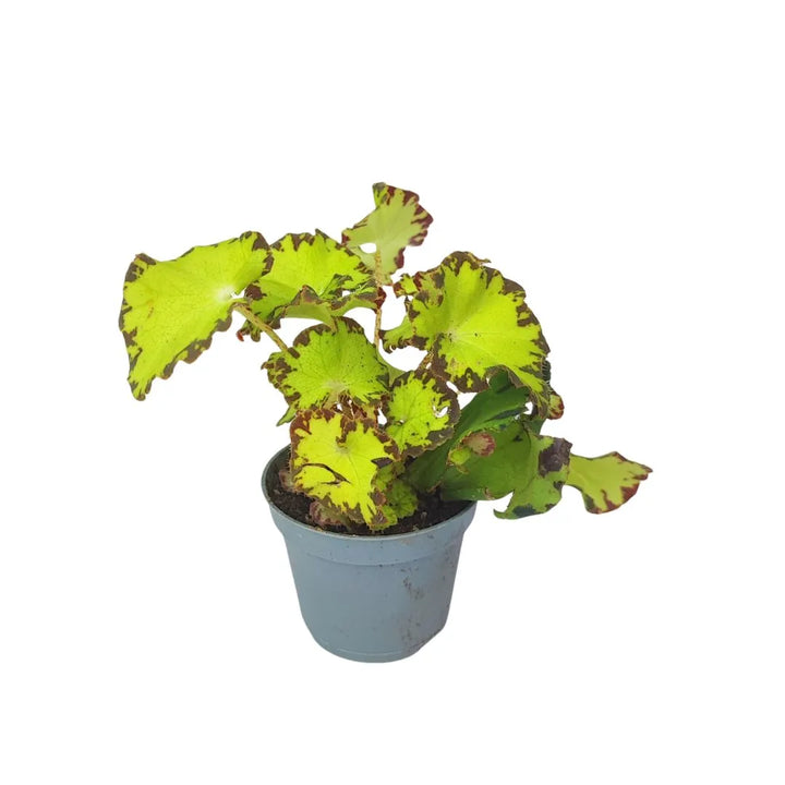 Mini Begonia Beleaf - Vista dall'alto in vaso, ideale per mini terrarium