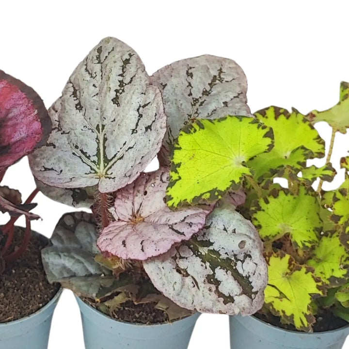 Mini Begonia Beleaf - Esempio di pianta in ambiente domestico, perfetta per piccoli spazi