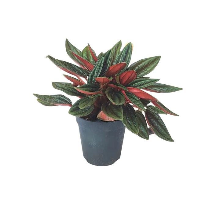 Mini Peperomia Caperata - Pianta in vaso nero con foglie allungate, verde scuro e pagina inferiore rossa, compatta e leggermente ricadente.