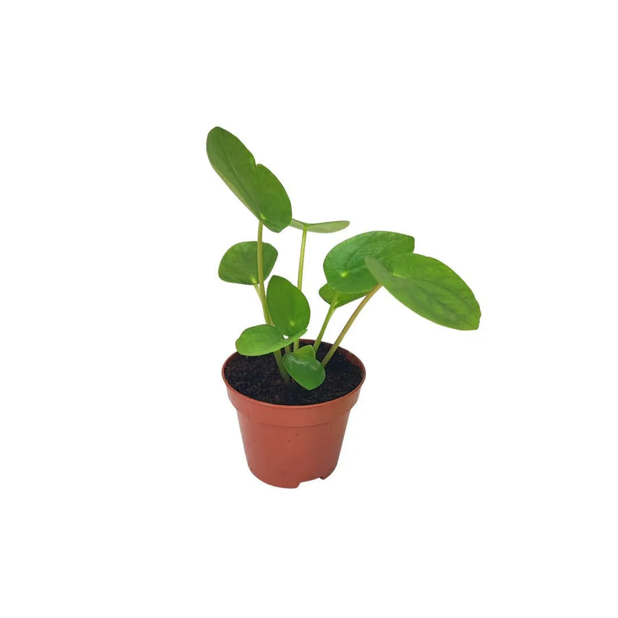 Mini Pilea Peperomioides - vista dall'alto di una piccola pianta con foglie tonde e lucide in vaso marrone
