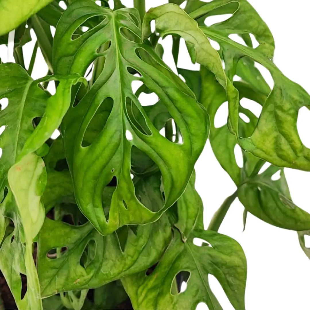 Monstera Monkey Leaf - dettaglio delle foglie perforate su sfondo chiaro