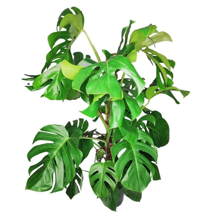 Monstera Mosspole - Dettaglio delle foglie lucide e del palo muschio