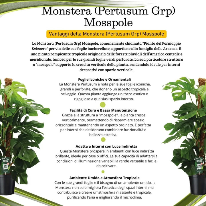 Monstera Pertusum 120 cm - Pianta da interno in vaso, pronta per l'arredamento