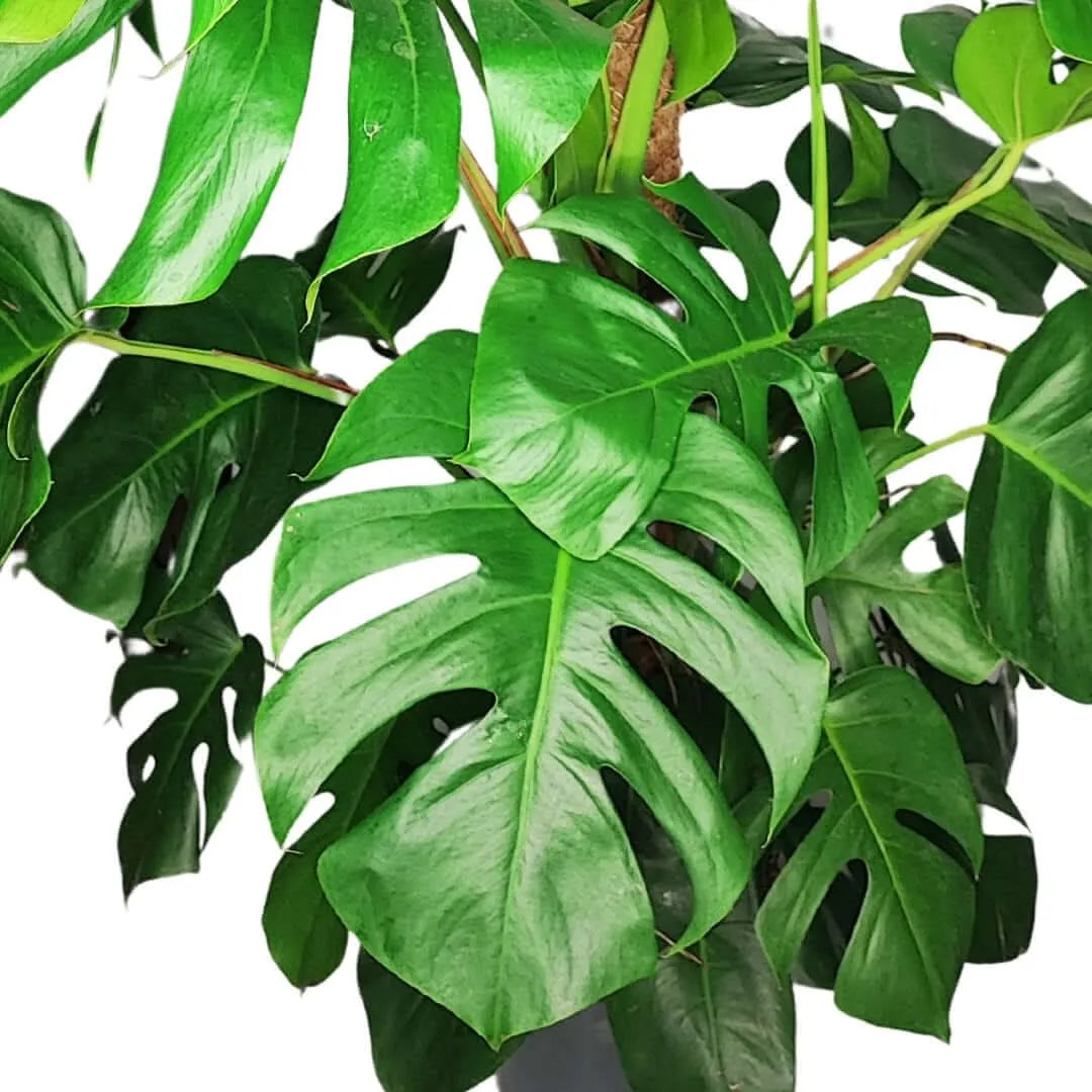 Monstera Pertusum Mosspole - Particolare delle radici aeree e della texture del supporto
