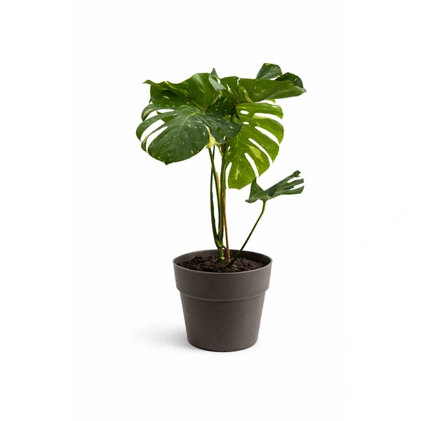 Monstera thai constellation in vaso Andromeda D. 28 H. 100 CM