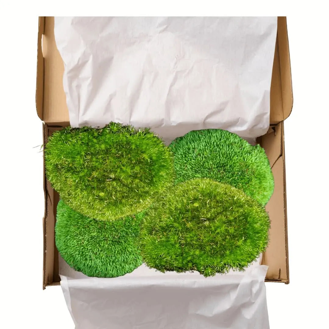 Muschio vero Leucobryum Glaucum - 4 zolle in scatola eco-friendly per terrari
