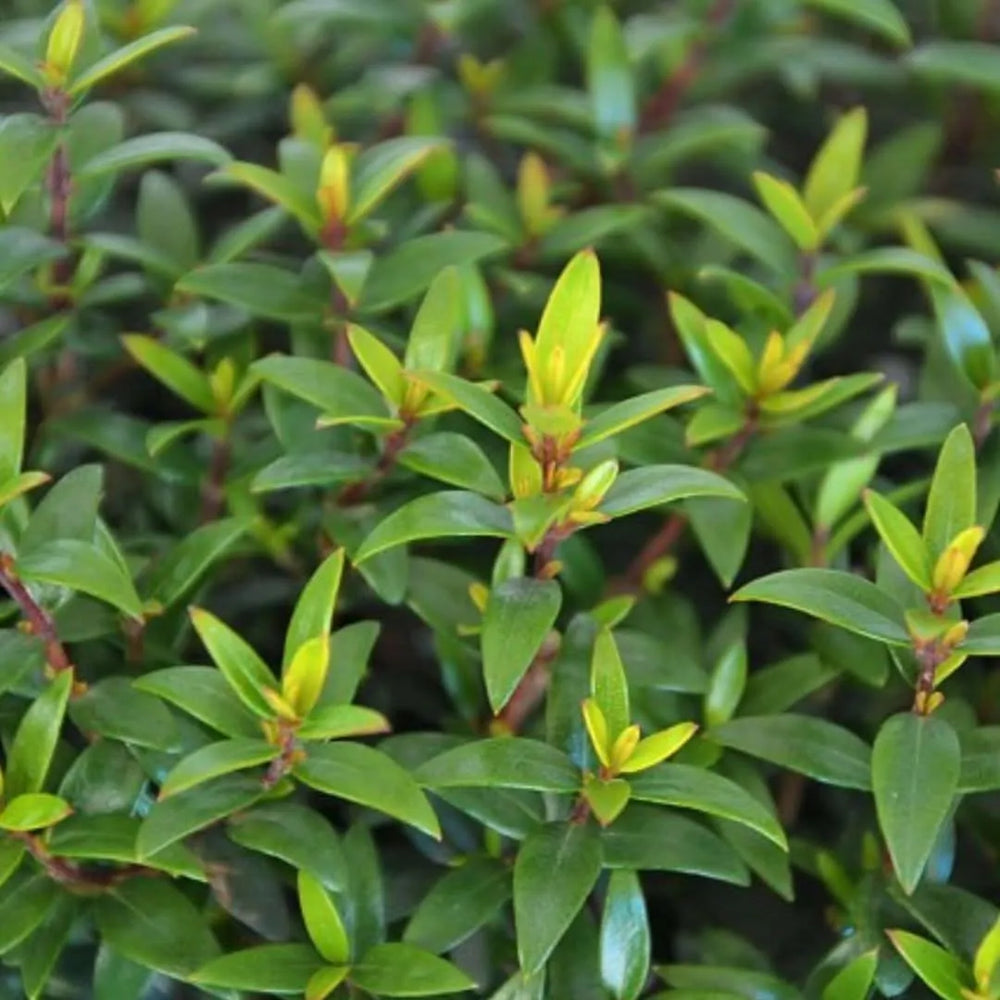 Myrtus communis microphylla - dettaglio del fogliame denso e verde