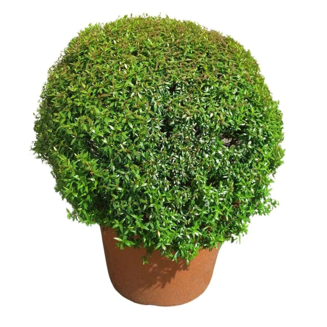 Myrtus communis microphylla - pianta aromatica in vaso su sfondo bianco