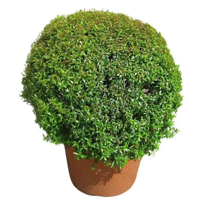 Myrtus communis microphylla - pianta aromatica in vaso su sfondo bianco