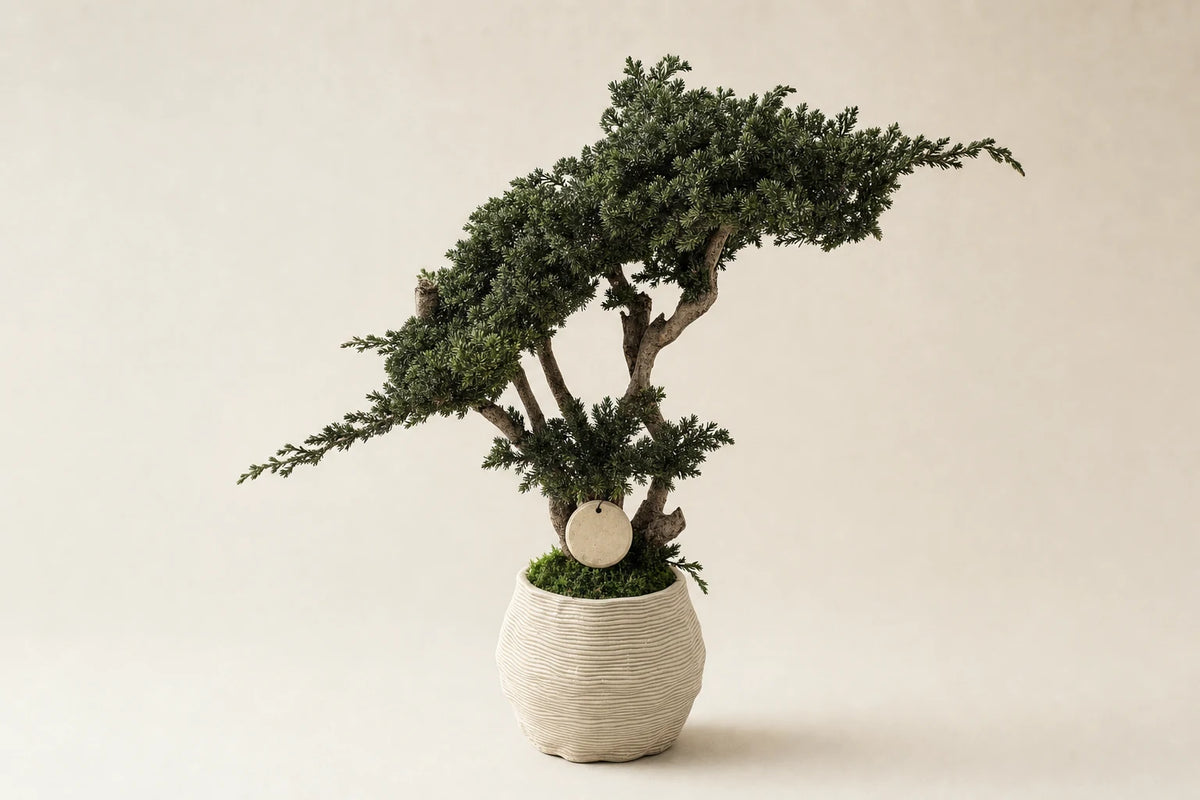 Bonsai Kumori Nagi 50 cm. Ginebre estabilitzat
