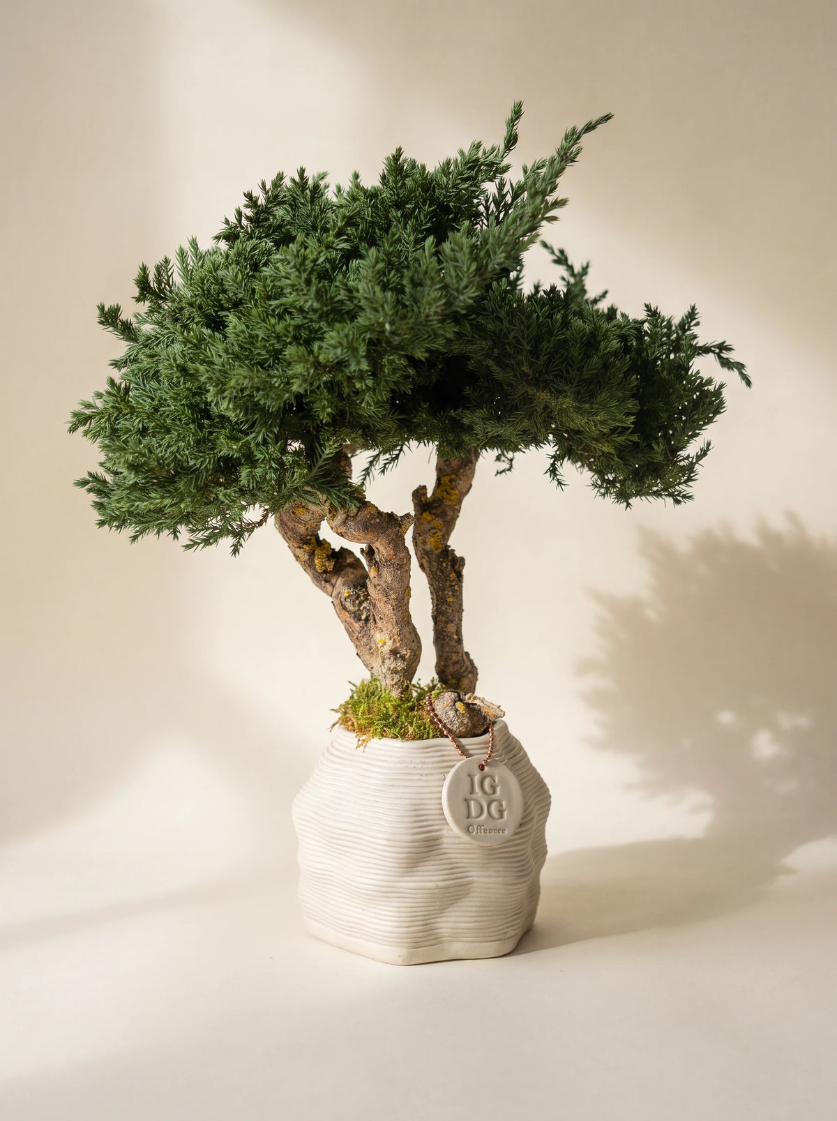 Bonsai Kumori Nagi 38 cm. Stabilisiertes Wacholderholz