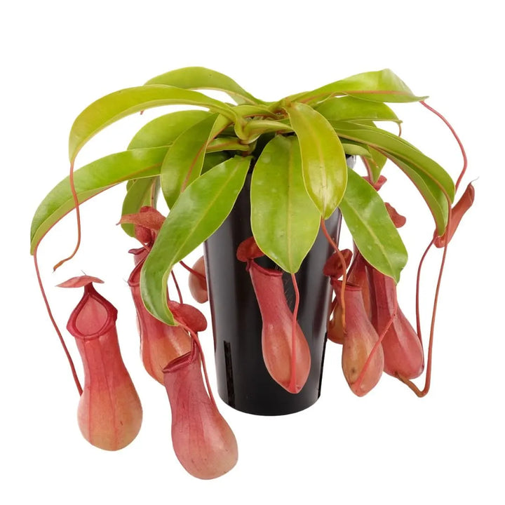 Nepenthes Alata D. 12 cm H. 30 cm - i Giardini di Giulia