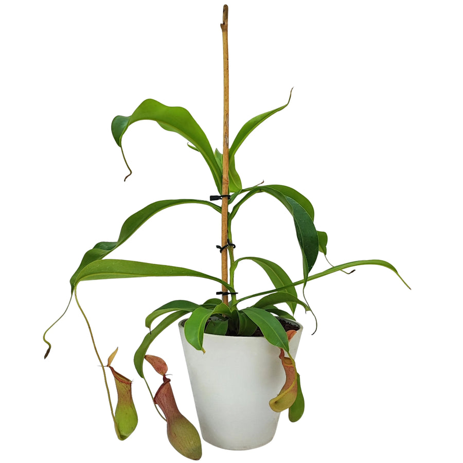 Pianta carnivora Nepenthes in vaso bianco con ascidi verdi e rossi ben sviluppati, sostenuta da tutore centrale.