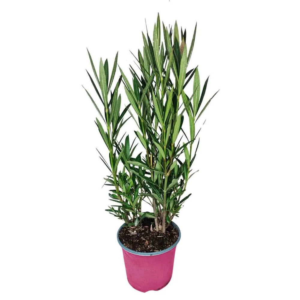 Oleandro rosa - pianta da esterno con fioritura abbondante e foglie verdi