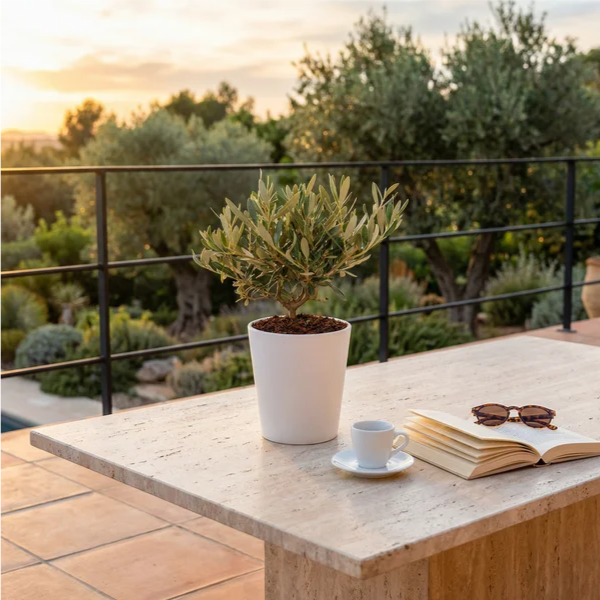 Olivo Bonsai da esterno - pianta su tavolo in terrazza mediterranea al tramonto