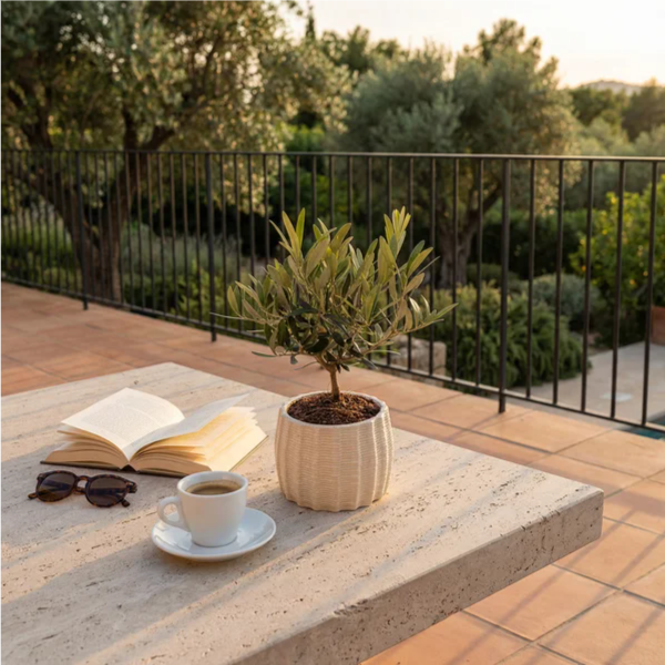 Olivo bonsai da esterno in vaso Dioniso su tavolo in pietra, terrazza mediterranea