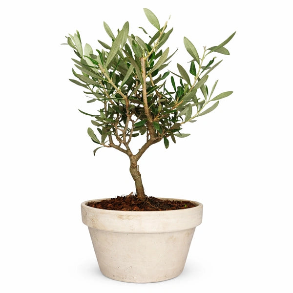 Olivo Bonsai 40 cm - Olivo bonsai in terracotta su sfondo neutro, vista frontale