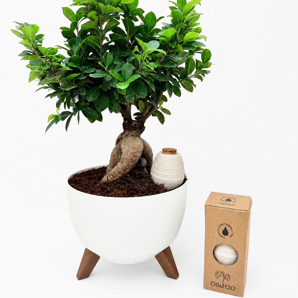 olla romana inserita in un vaso con un bonsai ficus ginseng 
