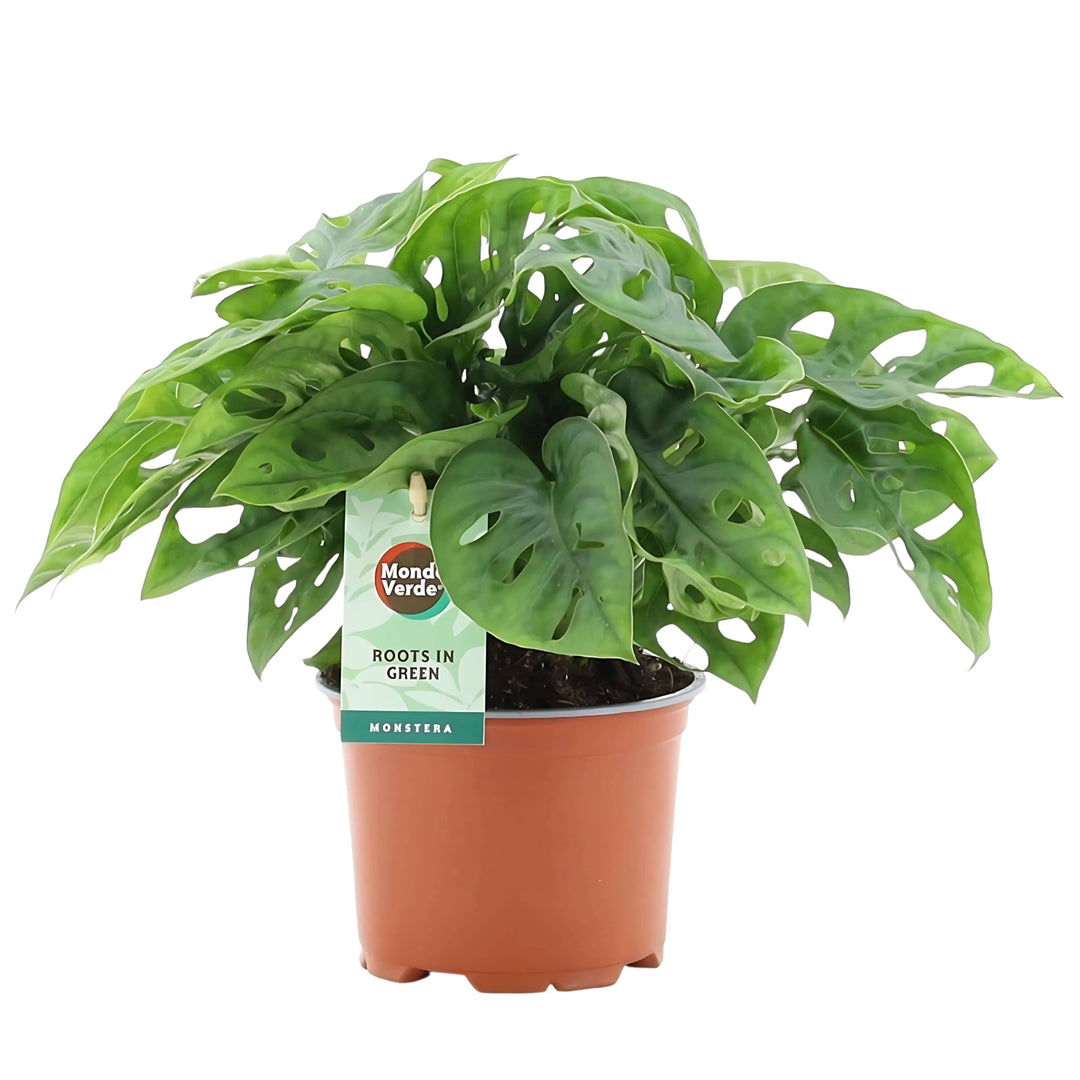 Monstera Adansonii cura - dettaglio foglie forate verde brillante in vaso di coltivazione