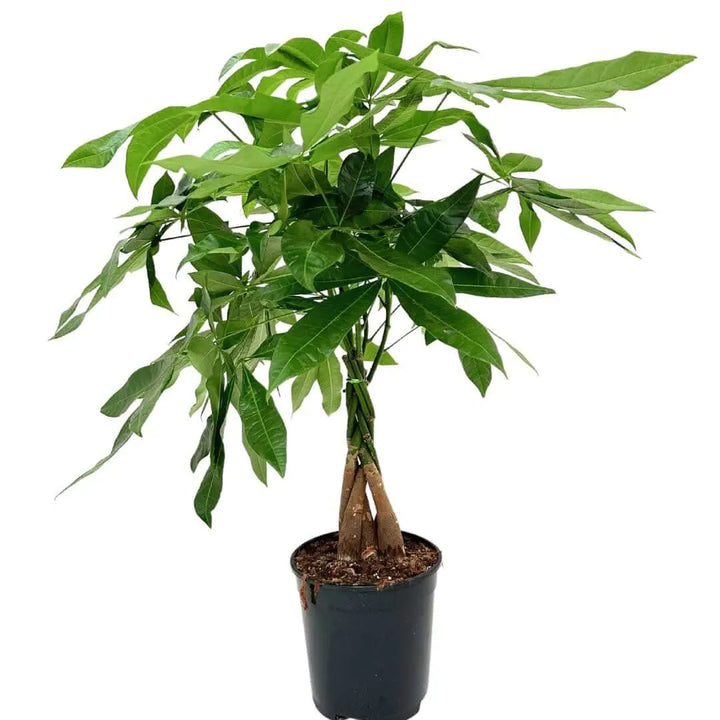 Albero dei Soldi - Pachira Aquatica Intrecciata per interni in ambiente domestico