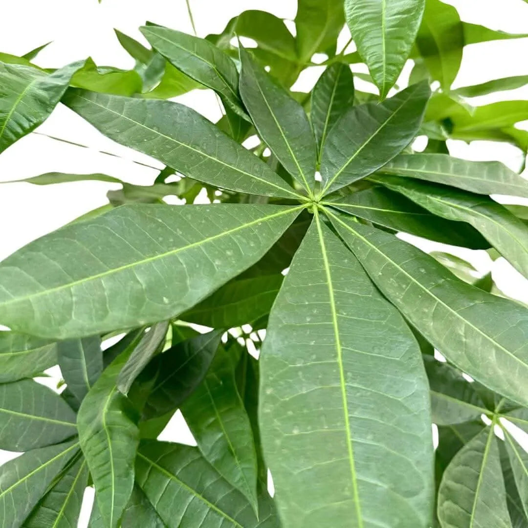 Pachira Aquatica Intrecciata - dettaglio foglia verde intenso