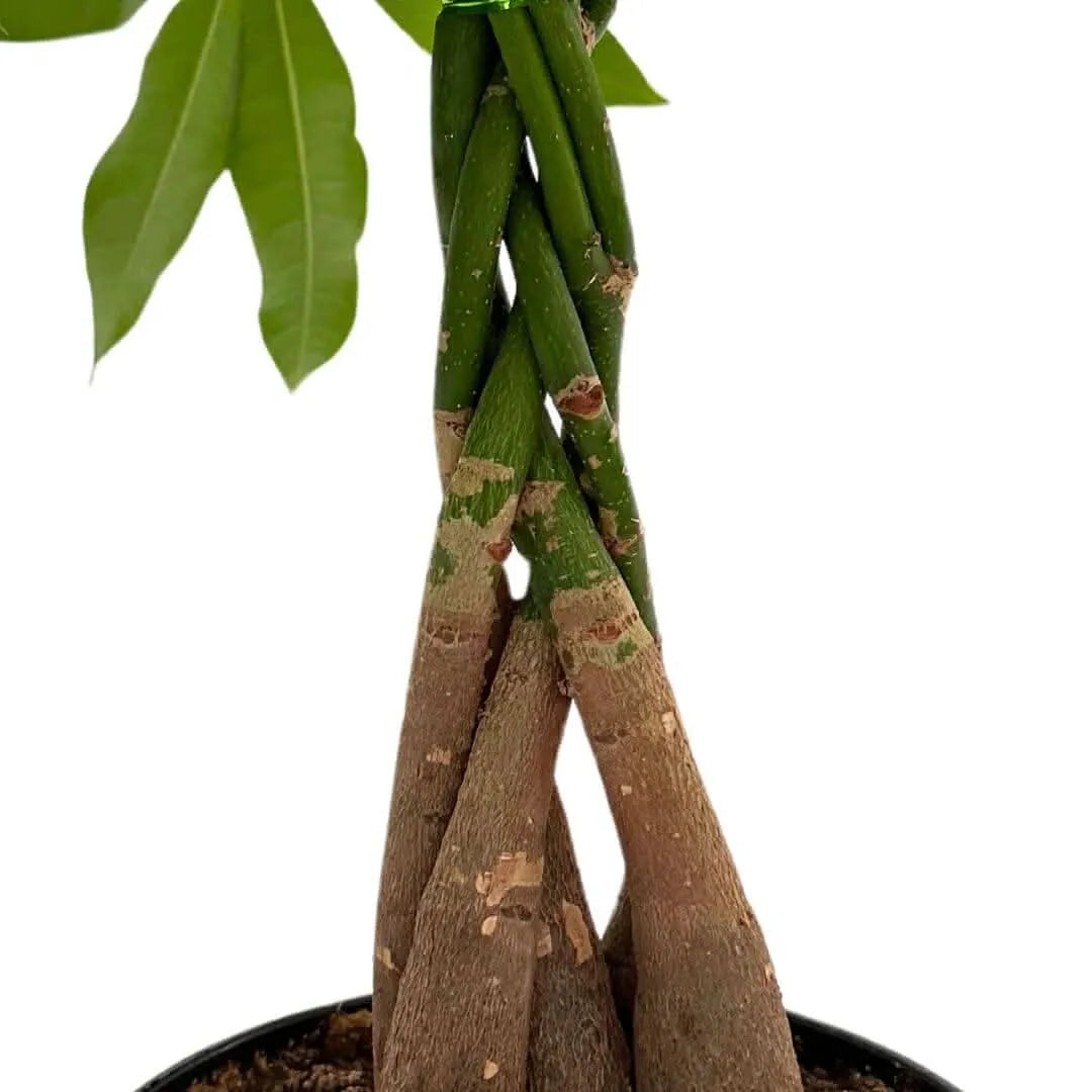 Pachira Aquatica Intrecciata - primo piano del tronco intrecciato