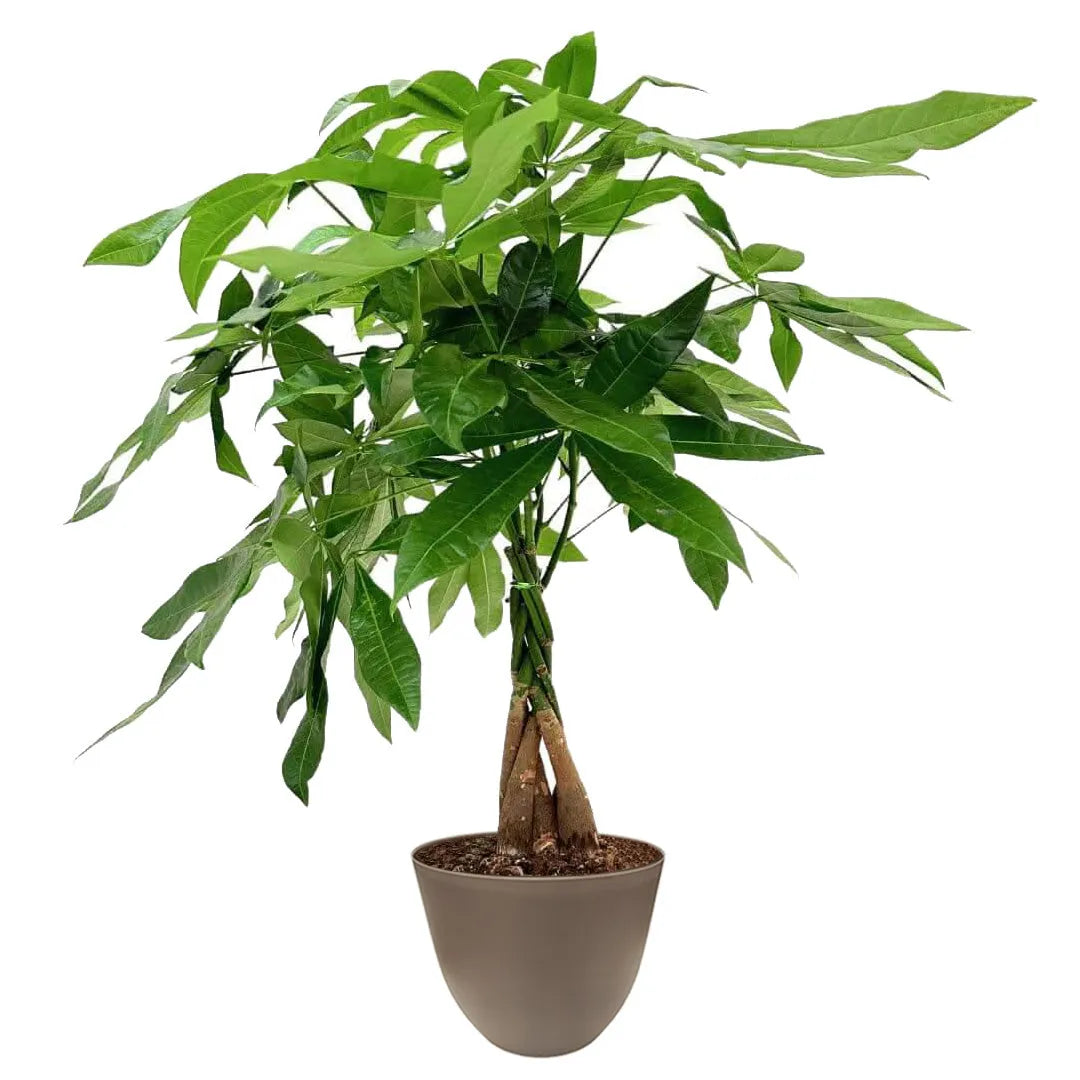Pachira Aquatica Intrecciata - tronchi alla base e foglie verde scuro in vaso tortora