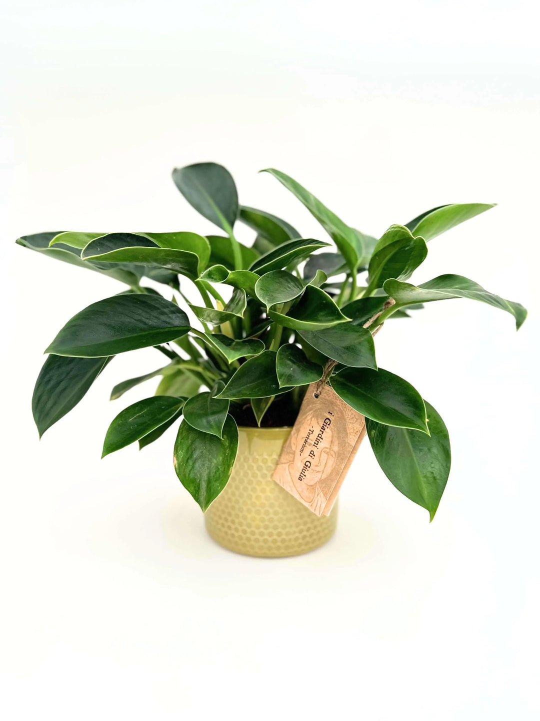 Philodendron Green Princess - i Giardini di Giulia
