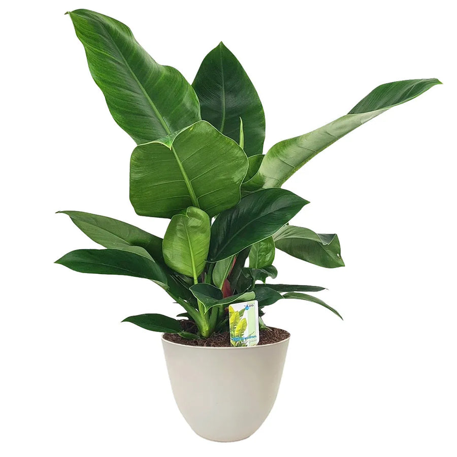 Philodendron Imperial Green 60 cm - pianta da interno in vaso avorio ecosostenibile