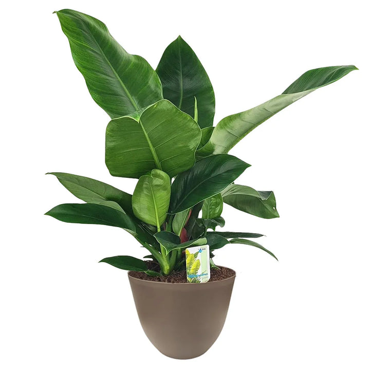 Philodendron Imperial Green - foglie lucide in vaso tortora riciclato, ideale per interni