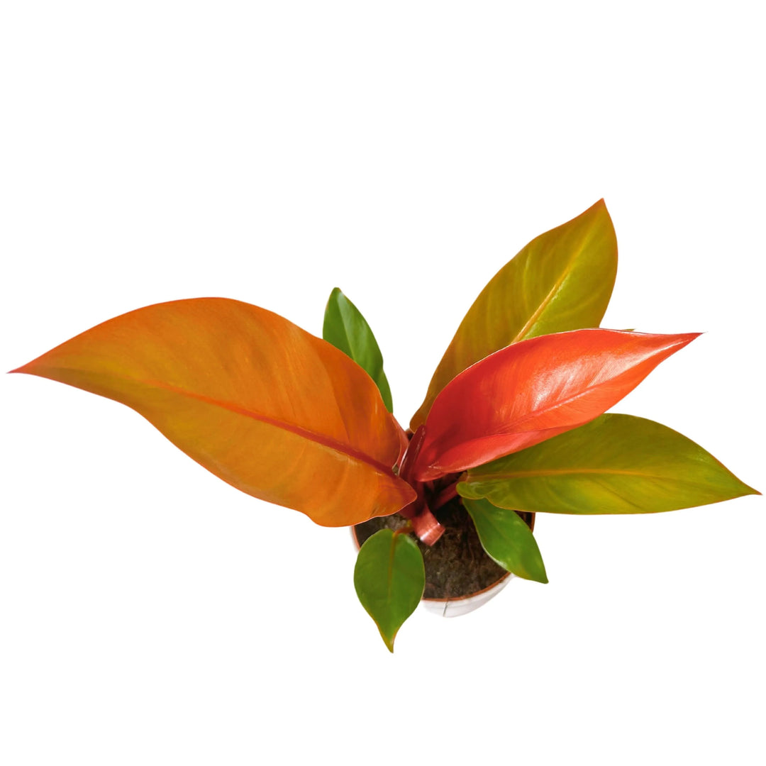 Vista dall’alto del Philodendron Prince Orange con foglie aranciate e verdi