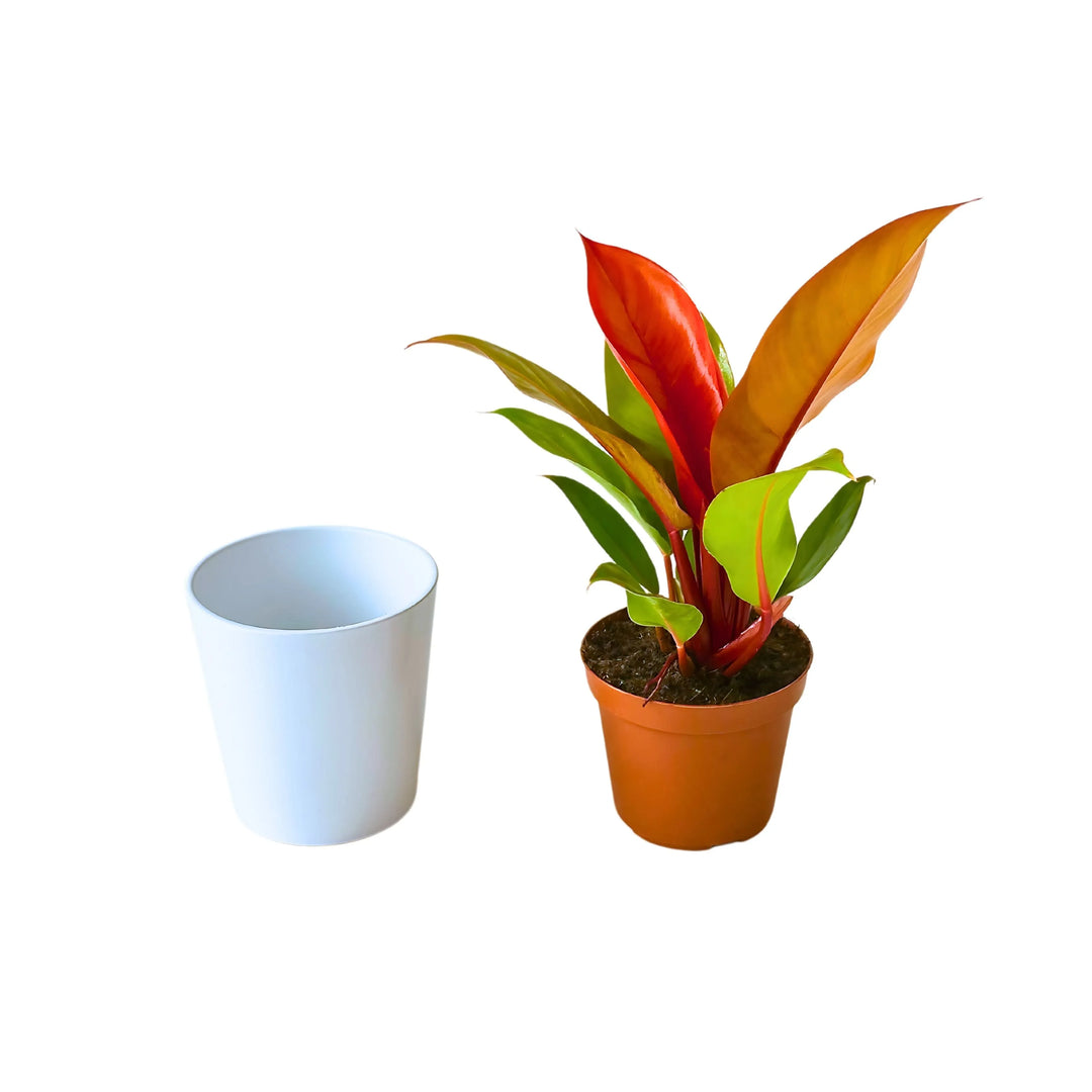 Philodendron Prince Orange accanto a coprivaso bianco, vista completa