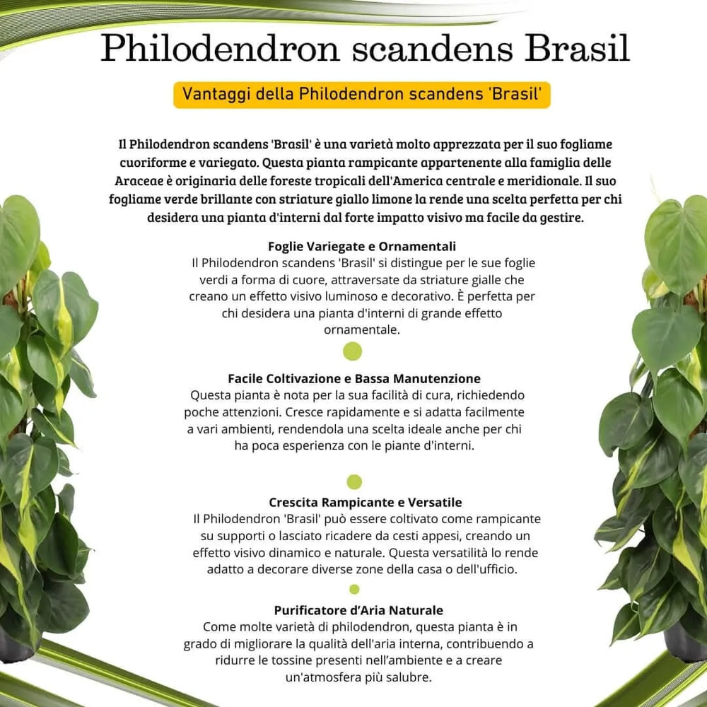 Philodendron scandens 'Brasil' - dettaglio foglie cuoriformi con variegatura, altezza 80 cm