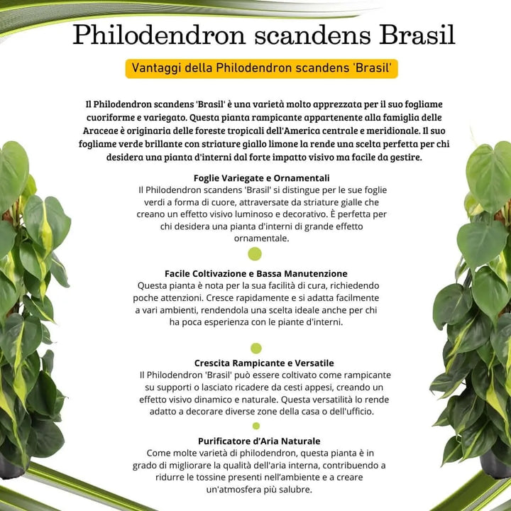 Philodendron scandens 'Brasil' - dettaglio foglie cuoriformi con variegatura, altezza 80 cm